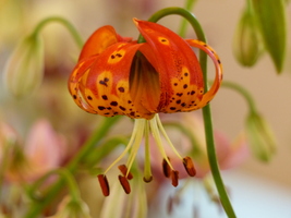 Foto: Dr. Peter Müller